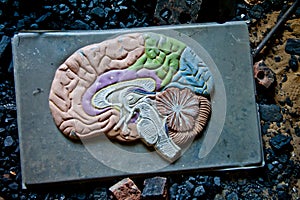 Old plastic model of human brain in abandoned school