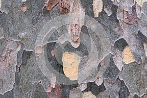 Old platan tree bark, texture, sycamore tree crust closeup, wood, pattern.