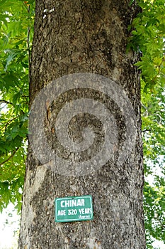 Old Platanus Tree (Chinar) in Mughal Garden Shalimar,Kashmir,Nortern india