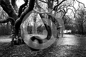 An Old Playground Swing