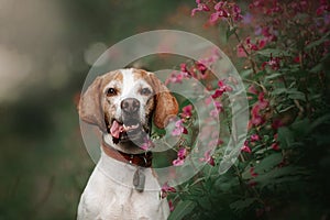 Old pointer dog portrait with summer flowers outdoors