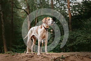 Old pointer dog standing in a forest in summer