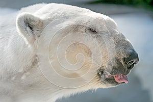 Old polar bear