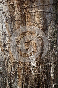 Old Polar Tree Cambium Texture Detail