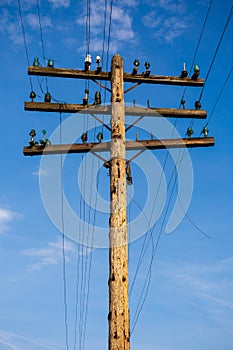 Old pole for telecommunication