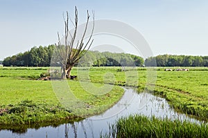 Old pollard-willows in Dutch country landcape photo