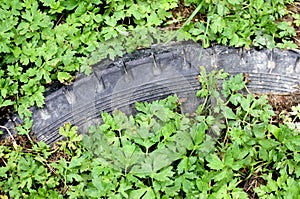 Old pollutant black tyre submerged by green vegetation