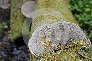 Old polyporus