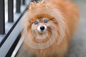 Old Pomeranian Dog