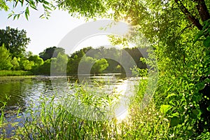 Old pond in the forest