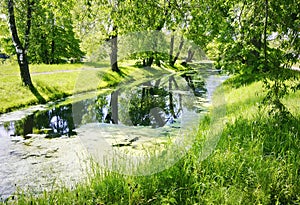 Old pond in the forest