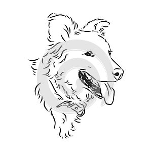 The old poor mangy dog look sad and lonely., mongrel, abandoned dog, vector sketch illustration