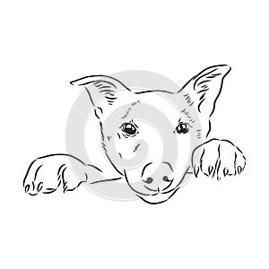 The old poor mangy dog look sad and lonely., mongrel, abandoned dog, vector sketch illustration