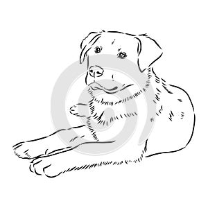 The old poor mangy dog look sad and lonely., mongrel, abandoned dog, vector sketch illustration