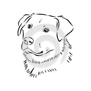 The old poor mangy dog look sad and lonely., mongrel, abandoned dog, vector sketch illustration