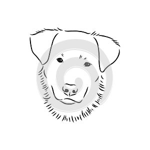 The old poor mangy dog look sad and lonely., mongrel, abandoned dog, vector sketch illustration