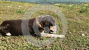 Old poor sick laufhund dog dying outside, lonely sorrow