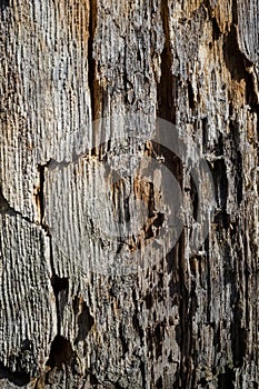 Old Poplar Tree Bark or Rhytidome Texture Detail