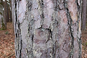 Old porous bark on a thick pine tree trunk close up in the forest