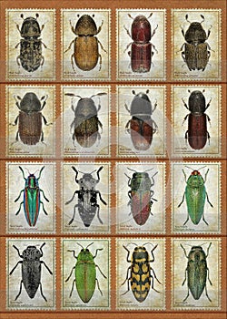 Old postage stamps with beetles in stockbook