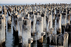 Old posts of a pier