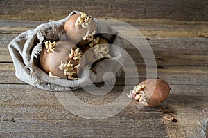 Old potato bulbs with young sprouts ready for planting