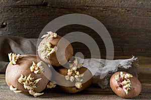 Old potato bulbs with young sprouts ready for planting