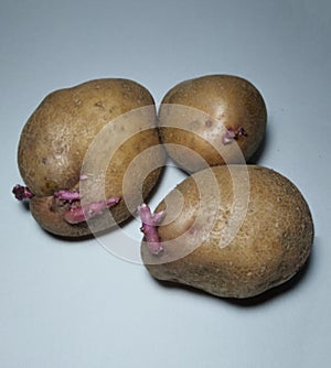Old potatoes isolated on white background close up. sprouts of potatoes