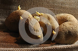 Old potatoes with sprouts lying on burlap