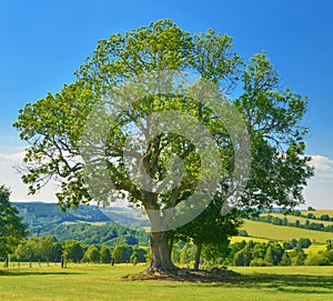 Old power tree in summer countryside.