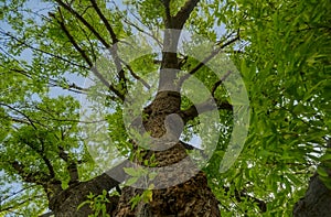 An old and powerful tree - ash-leaved maple (Acer negundo L.) - seen from below.