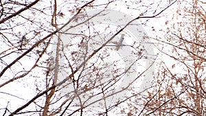 Old propeller plane flying over a pine forest.