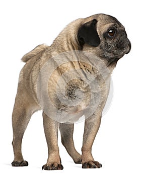Old pug, 6 years old, standing
