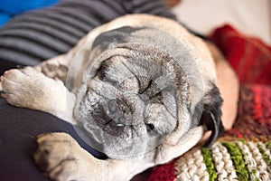 Old Pug Carlino Dog sleeping