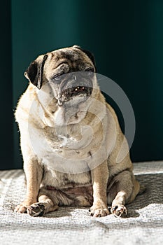 old pug sitting on the sofa on a green background 1