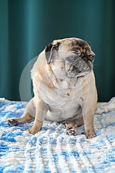old pug sitting on the sofa on a green background 3