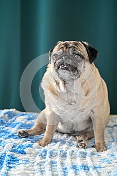 old pug sitting on the sofa on a green background 4