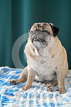 old pug sitting on the sofa on a green background 5