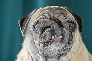 old pug sitting on the sofa on a green background 8