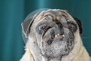 old pug sitting on the sofa on a green background 9