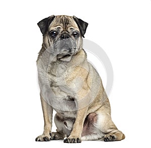 Old Pug sitting, 9 years old, isolated