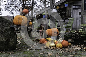 old pumpkins in autum decoration