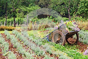 An old pushcart in the flowers field