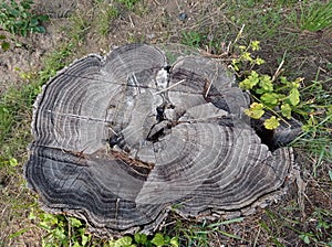 Old and putrid tree stump