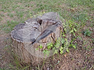 Old and putrid tree stump