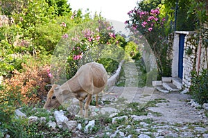 Old Queparo city, Albania