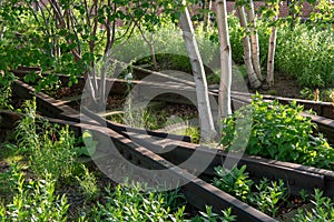 Old railroad track junction and silver birch in the High Line park in New York City