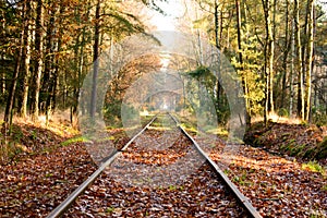 Old railroad tracks in dense hardwood forest