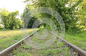 Old railroad tracks in middle of forest