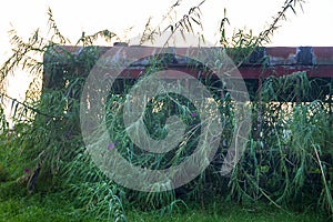 old railway carriage has sprouted bamboo